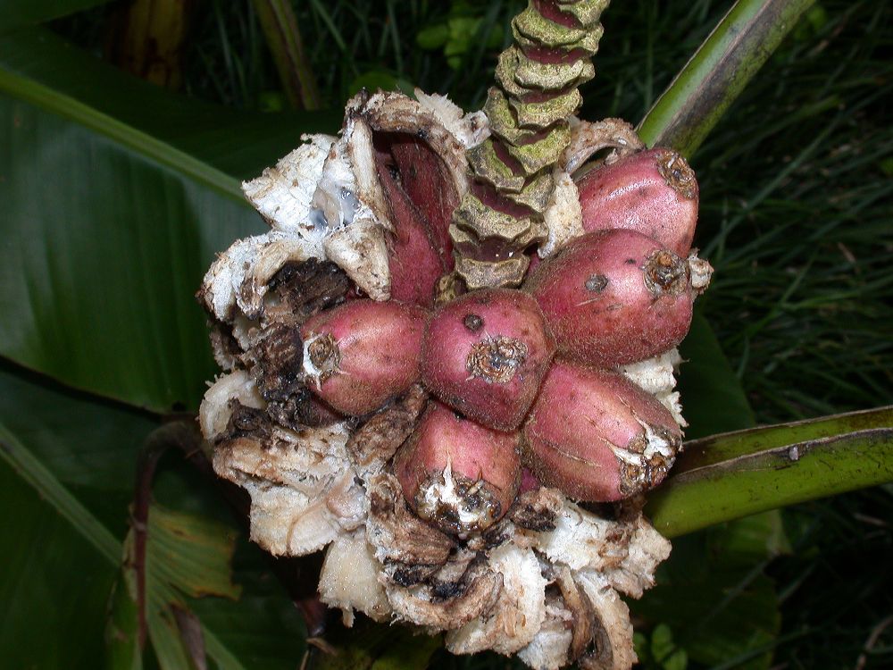 Musaceae Musa velutina