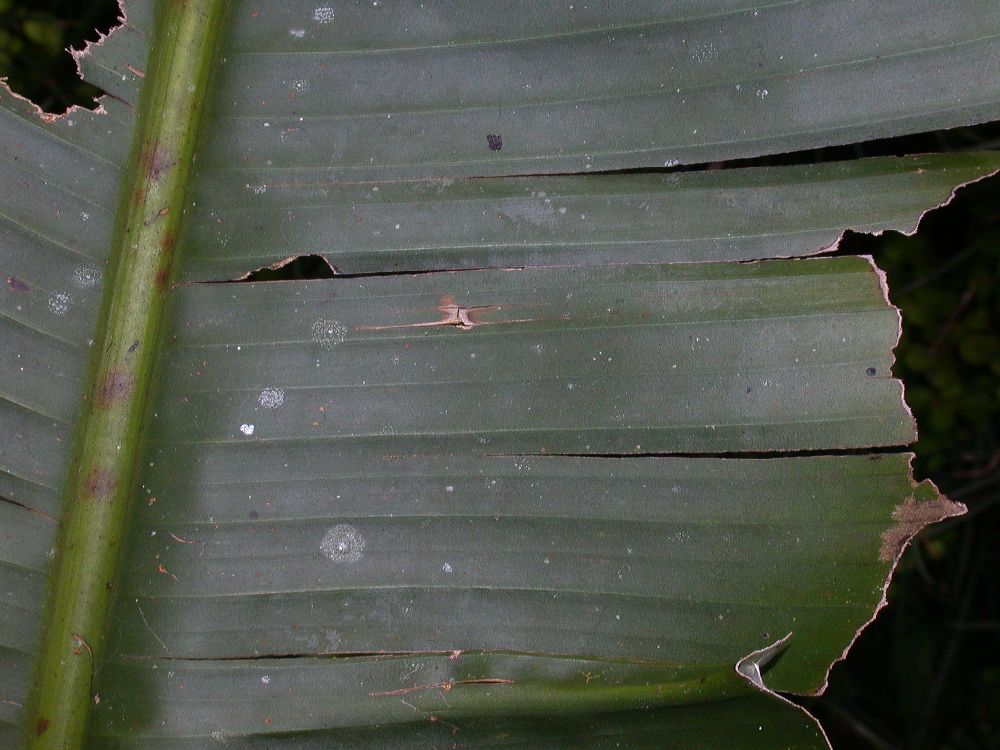 Musaceae Musa velutina