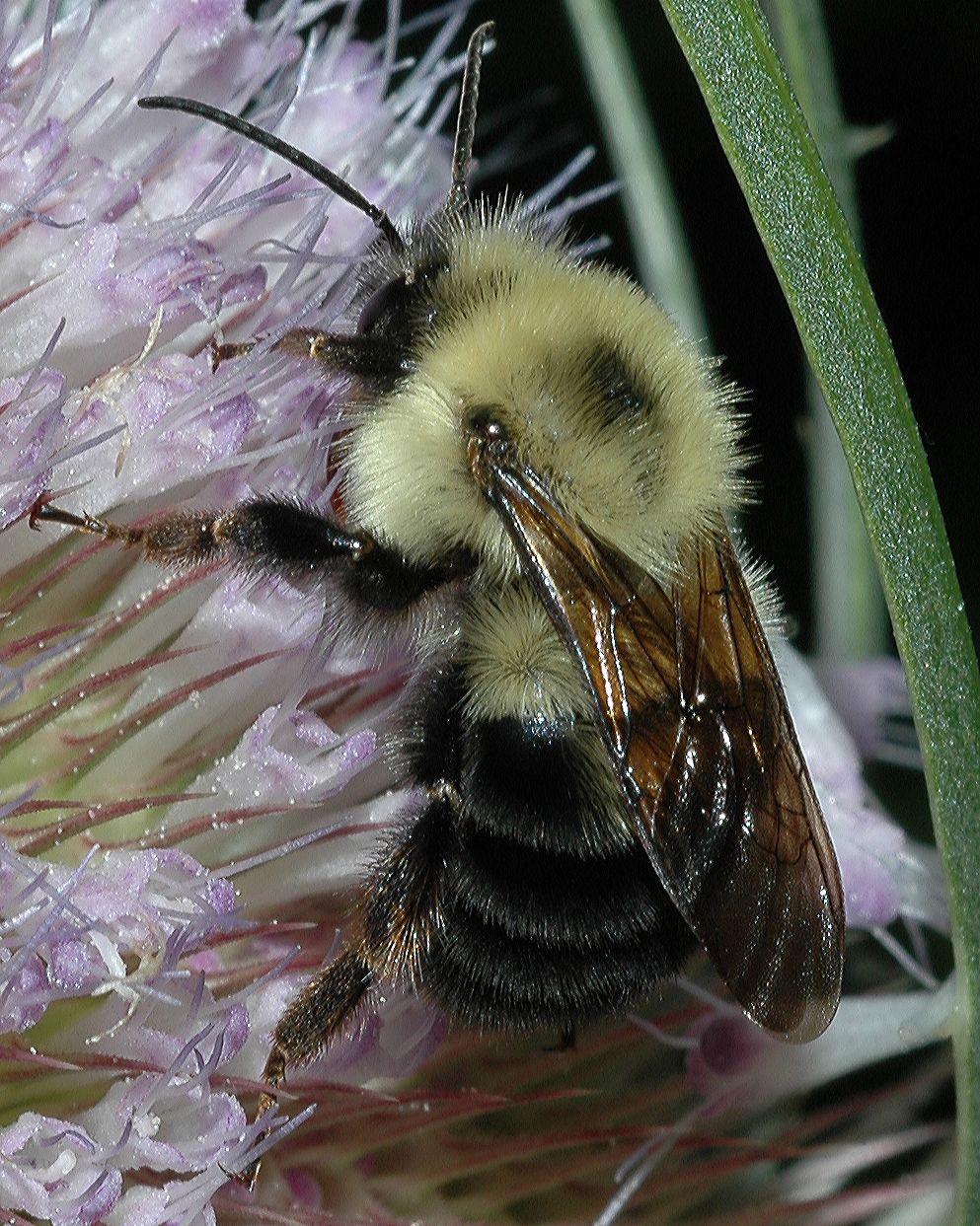 Apidae  