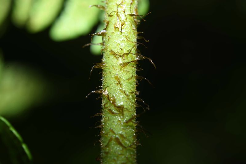 Dryopteridaceae Megalastrum macrotheca