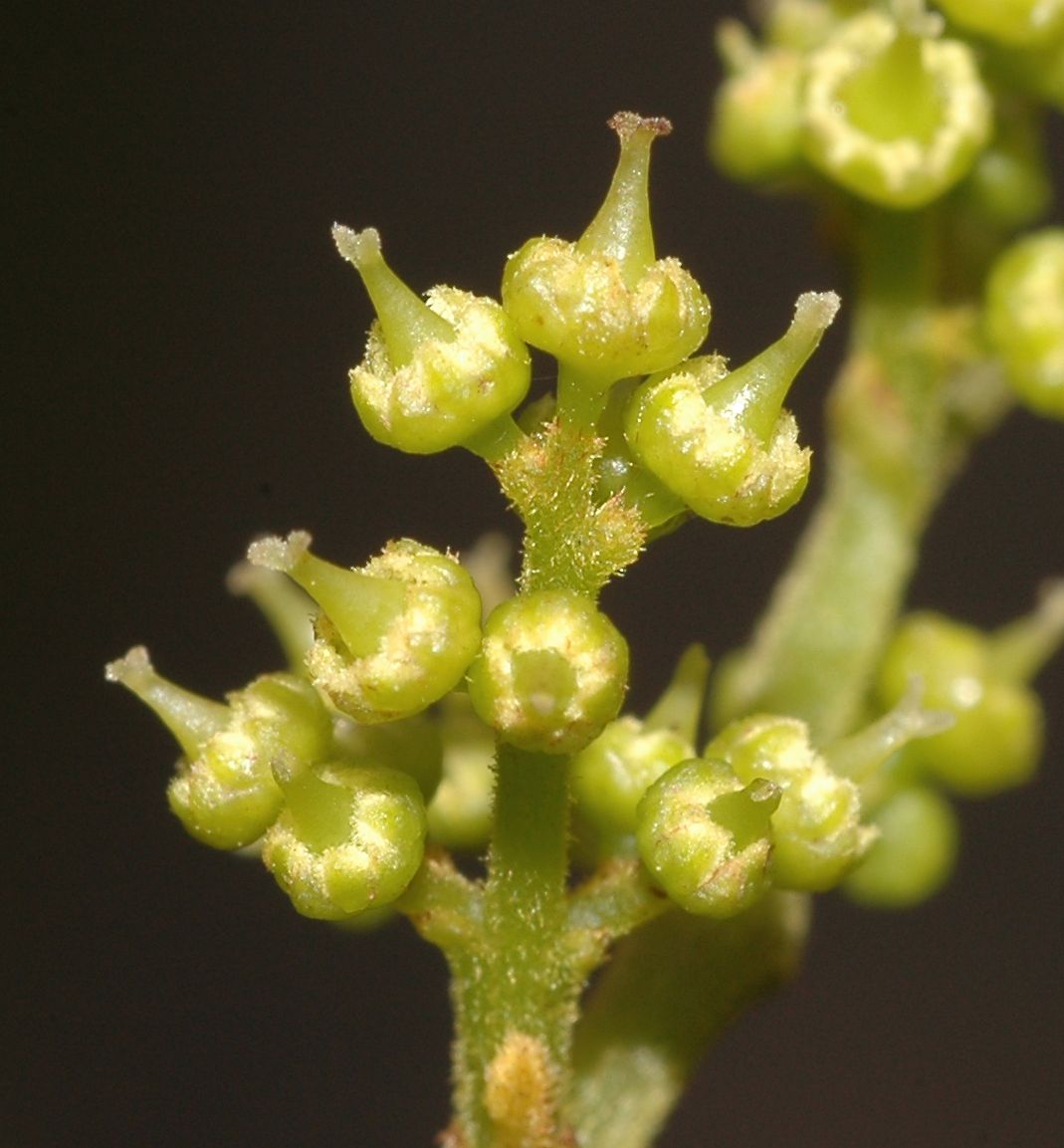 Dipentodontaceae Perrottetia longistylus