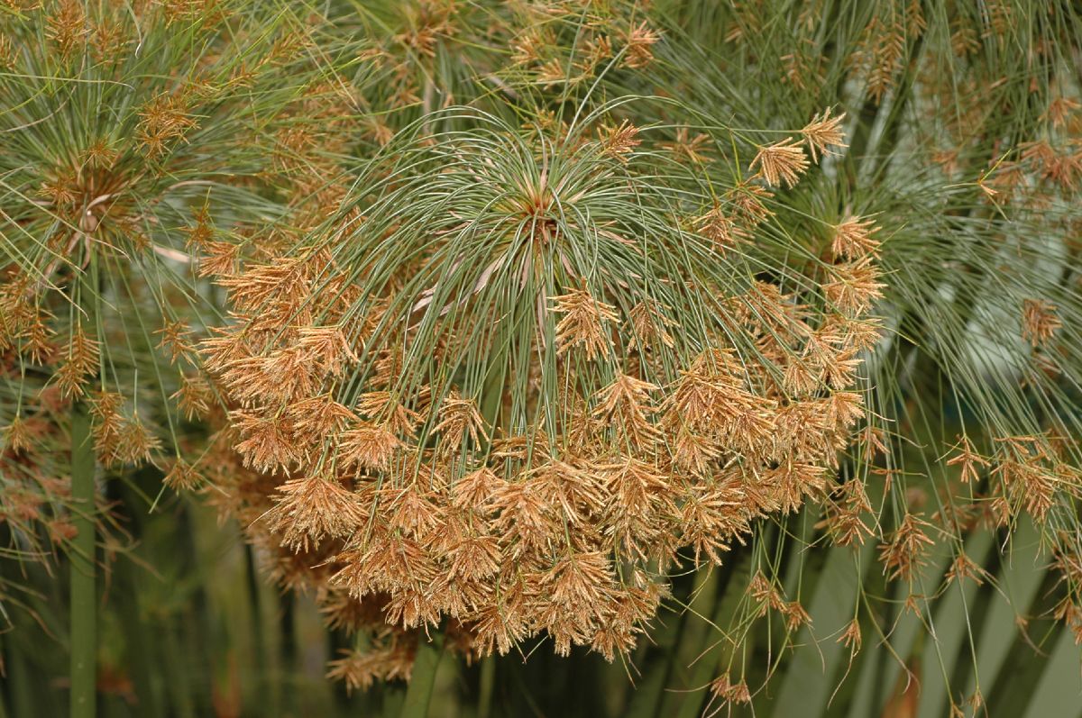 Cyperaceae Cyperus papyrus