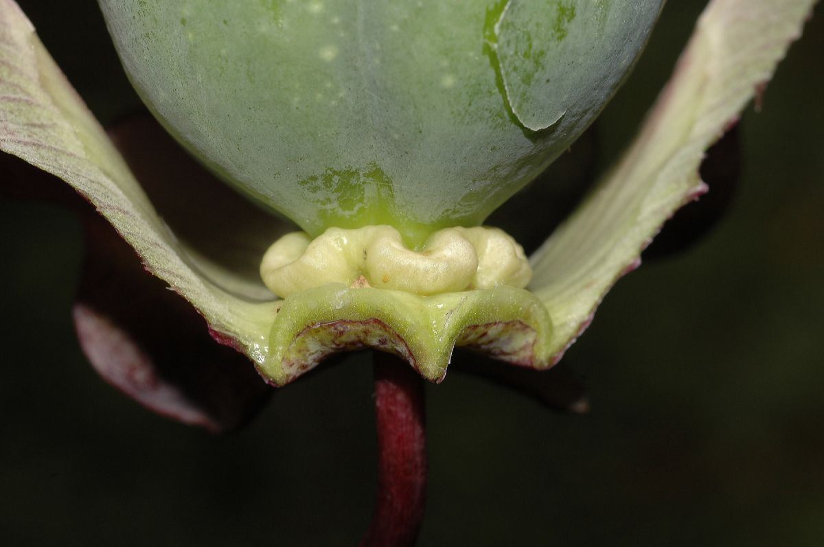 Polemoniaceae Cobaea scandens