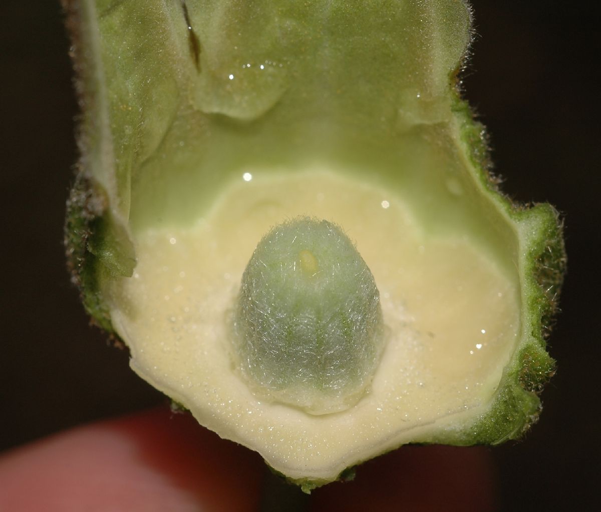 Malvaceae Abutilon 