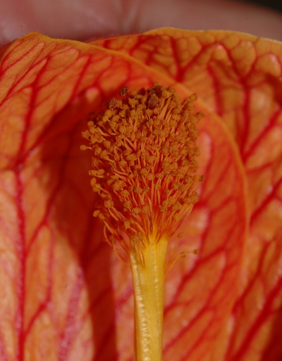 Malvaceae Abutilon 