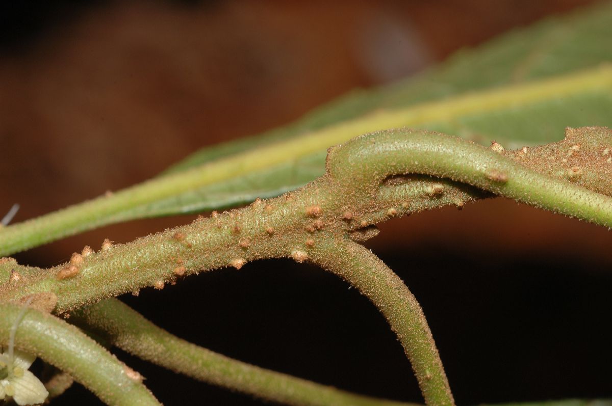 Lamiaceae Aegiphila odontophylla