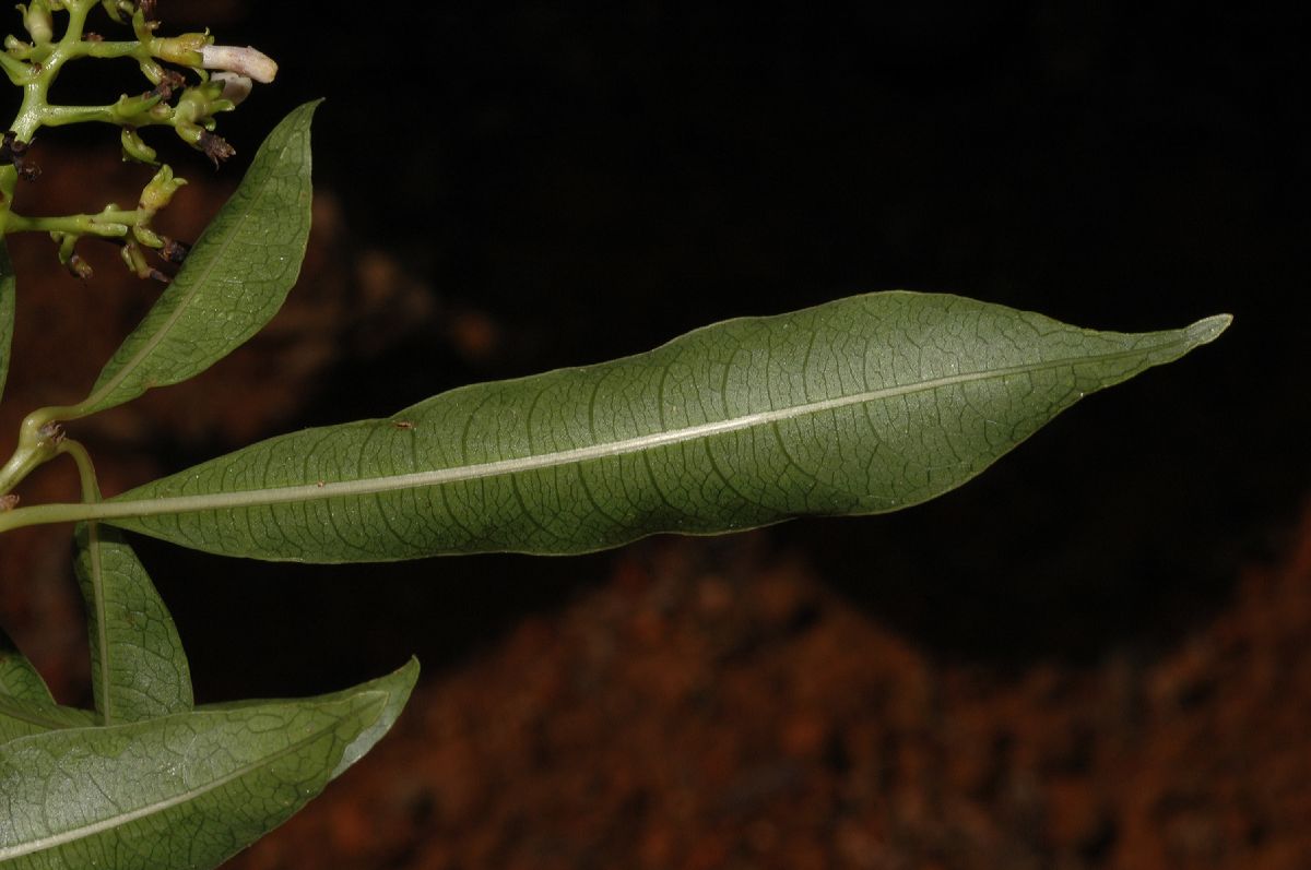 Rubiaceae Psychotria 