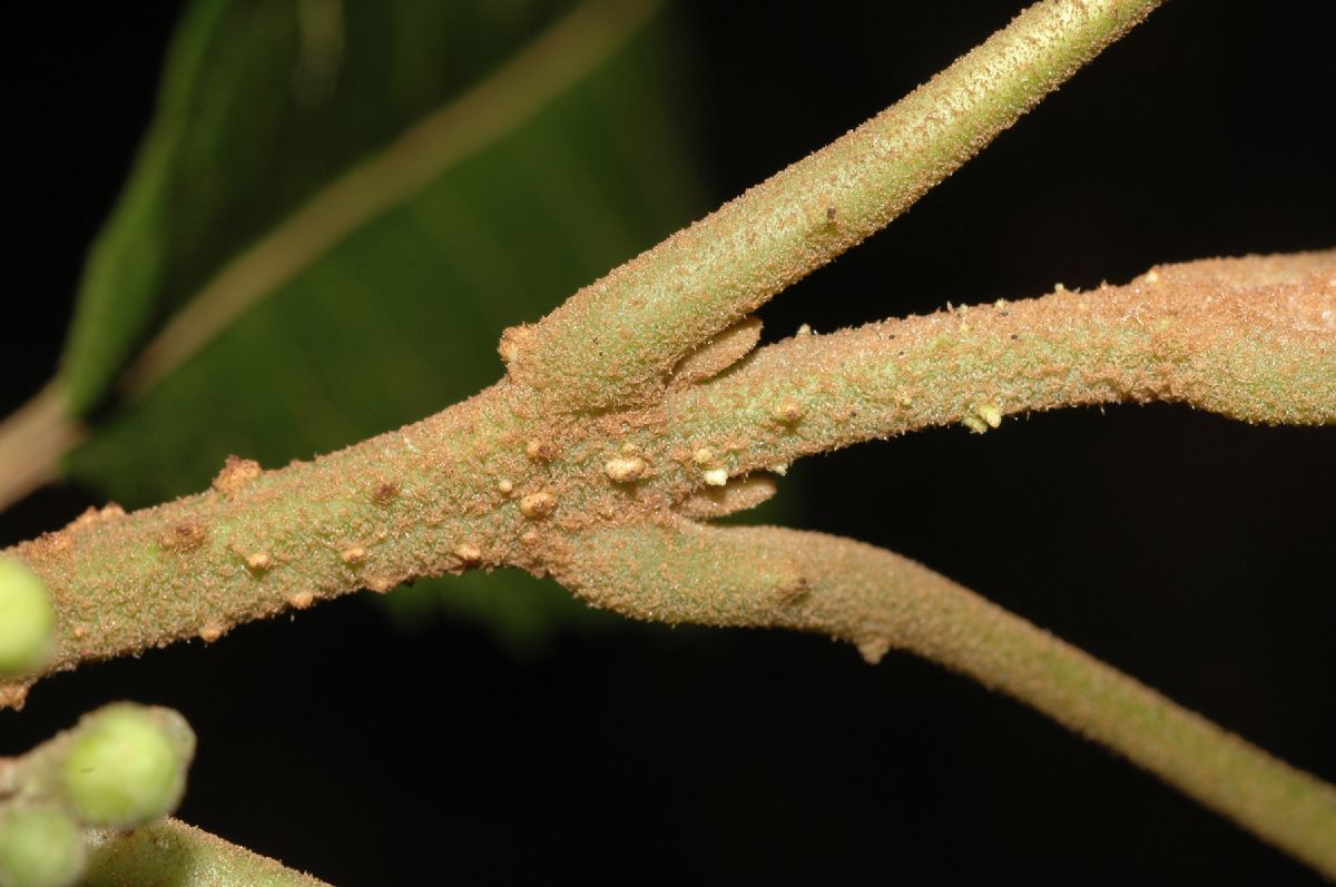 Lamiaceae Aegiphila odontophylla