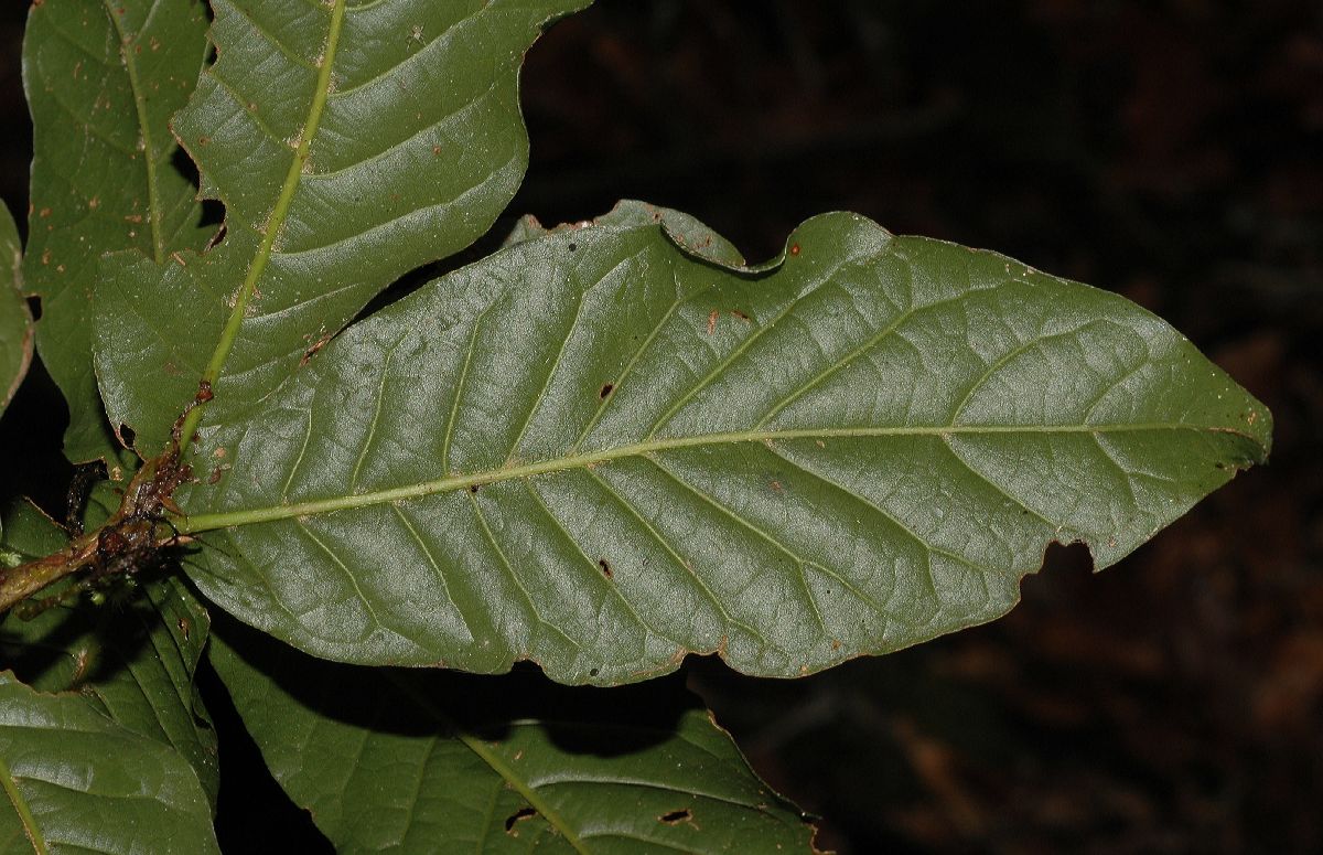 Fagaceae Quercus bumelioides