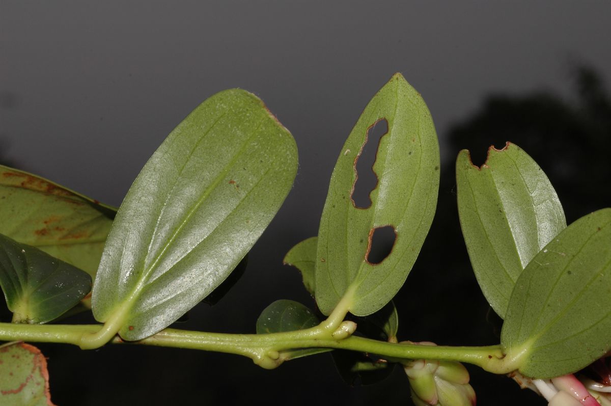 Ericaceae Cavendishia talamancensis