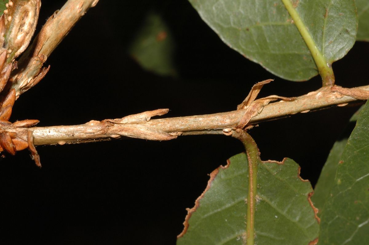 Fagaceae Quercus bumelioides