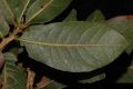 image of Quercus bumelioides