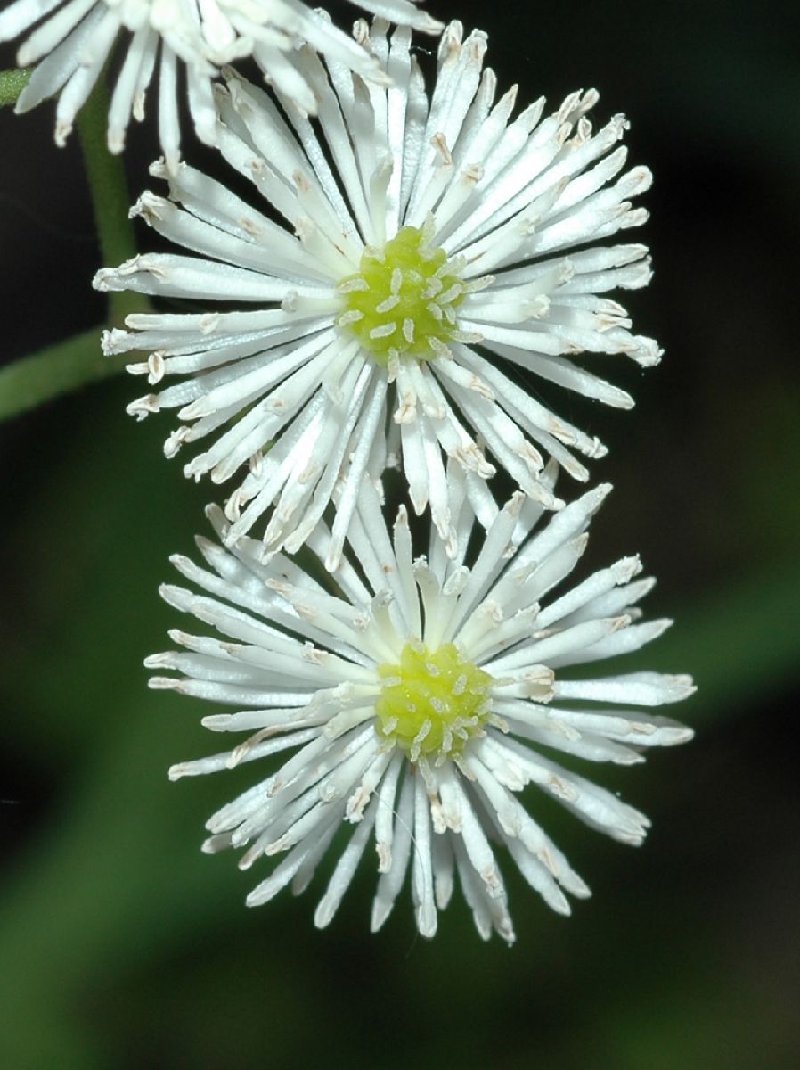 Ranunculaceae Trautvetteria carolinensis