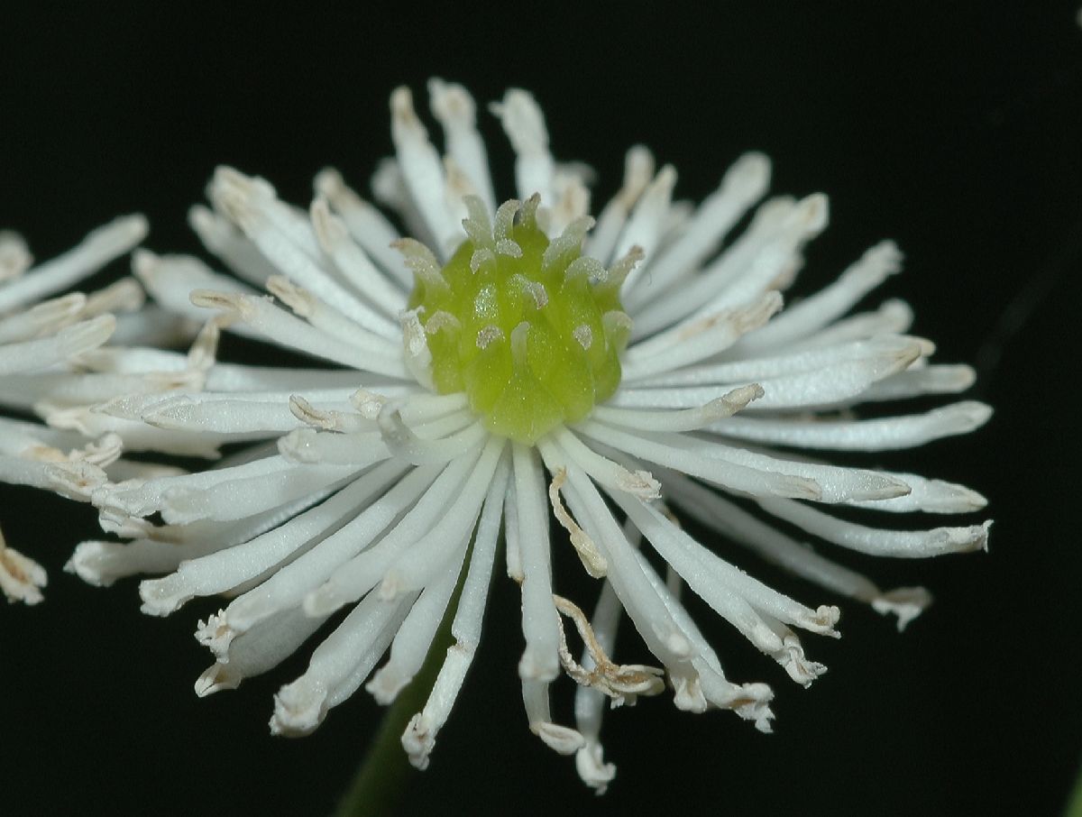 Ranunculaceae Trautvetteria carolinensis