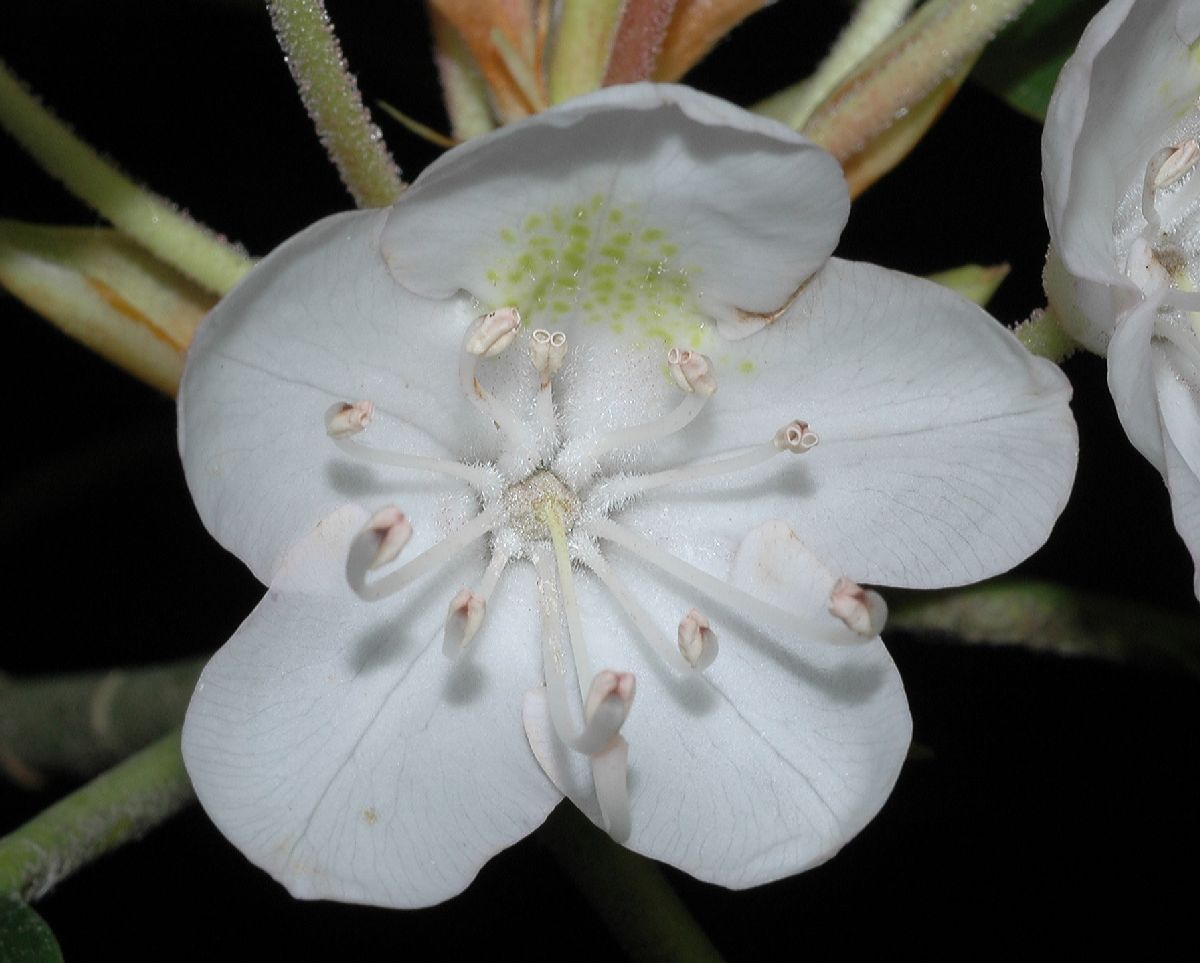 Ericaceae Rhododendron maximum