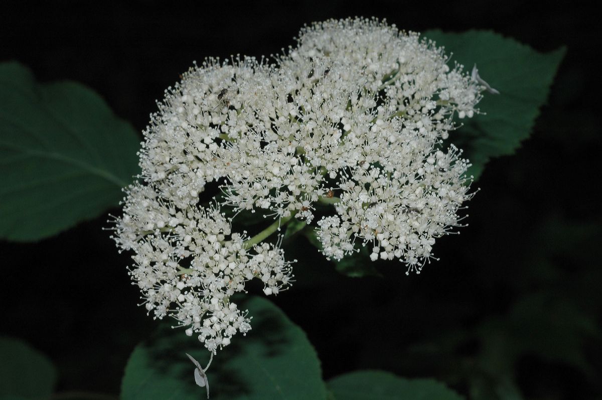 Hydrangeaceae Hydrangea 