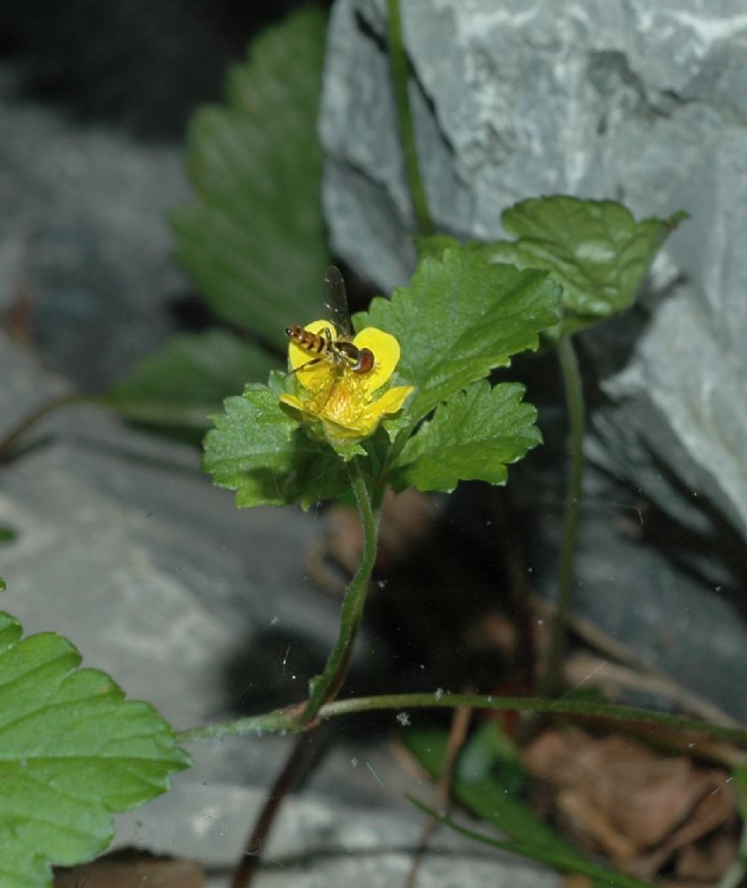 Rosaceae Duchesnea indica