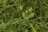 image of Carex 