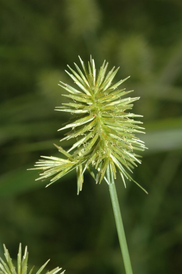 Cyperaceae Carex 