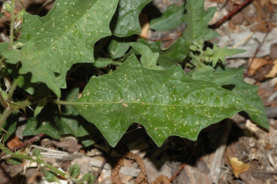 Solanaceae Solanum carolinense