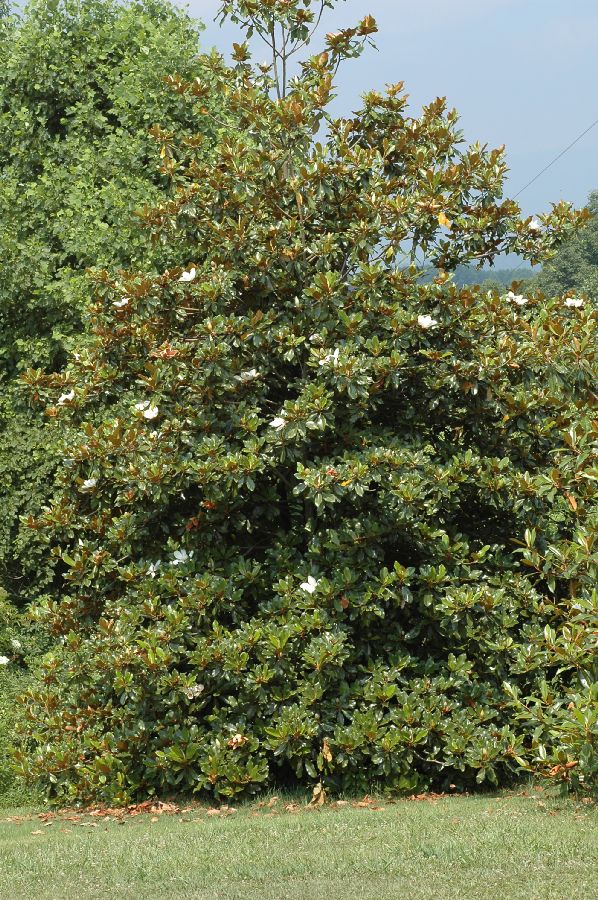 Magnoliaceae Magnolia grandiflora