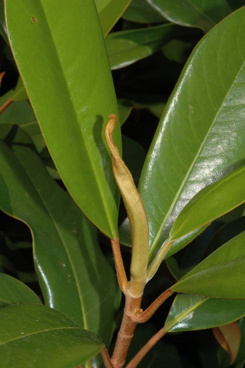 Magnoliaceae Magnolia grandiflora