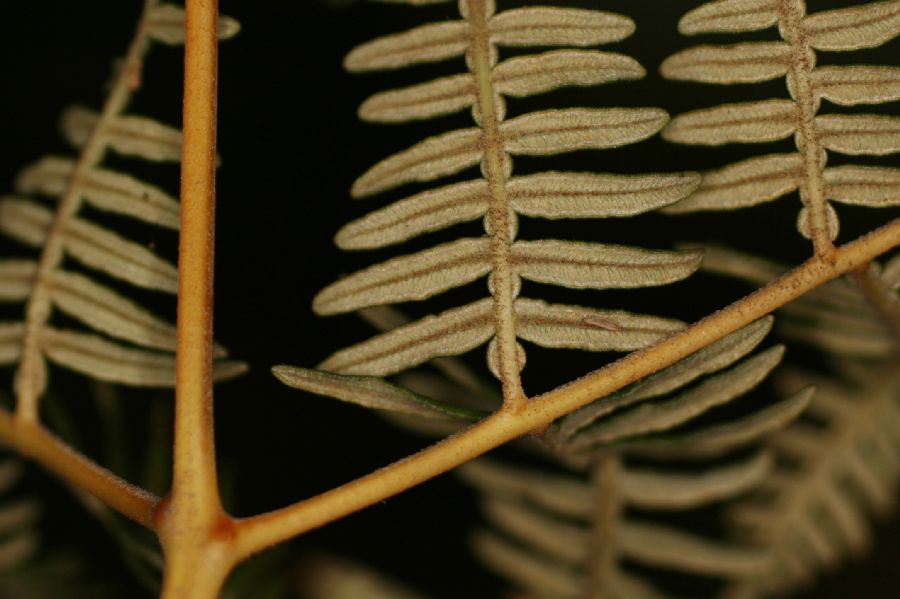 Dennstaedtiaceae Pteridium arachnoideum