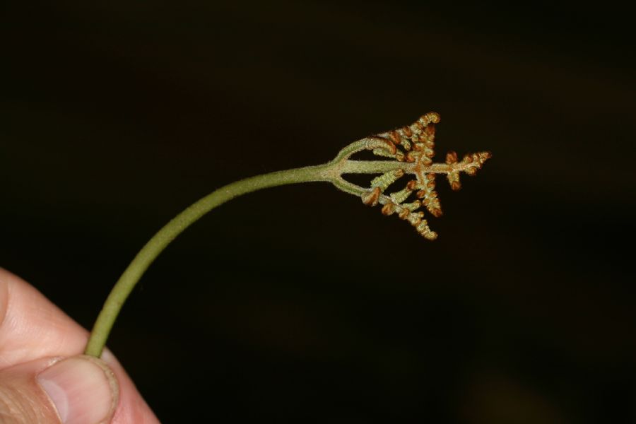 Dennstaedtiaceae Pteridium arachnoideum