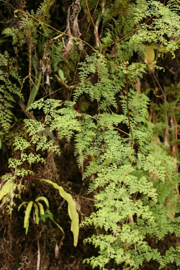 Lindsaeaceae Odontosoria gymnogrammoides