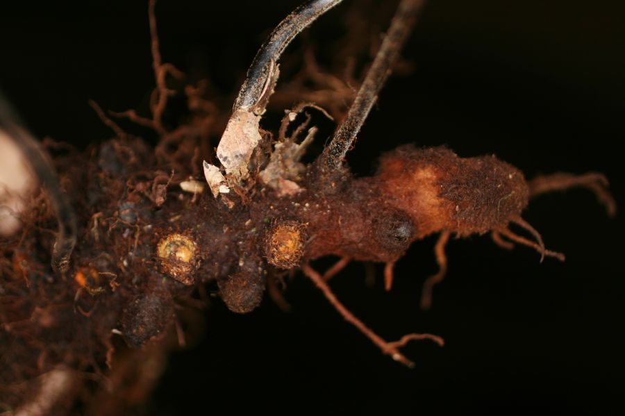 Polypodiaceae Pecluma eurybasis