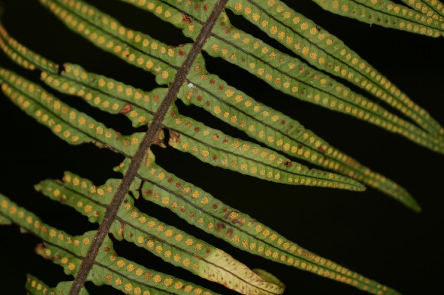 Polypodiaceae Pecluma eurybasis