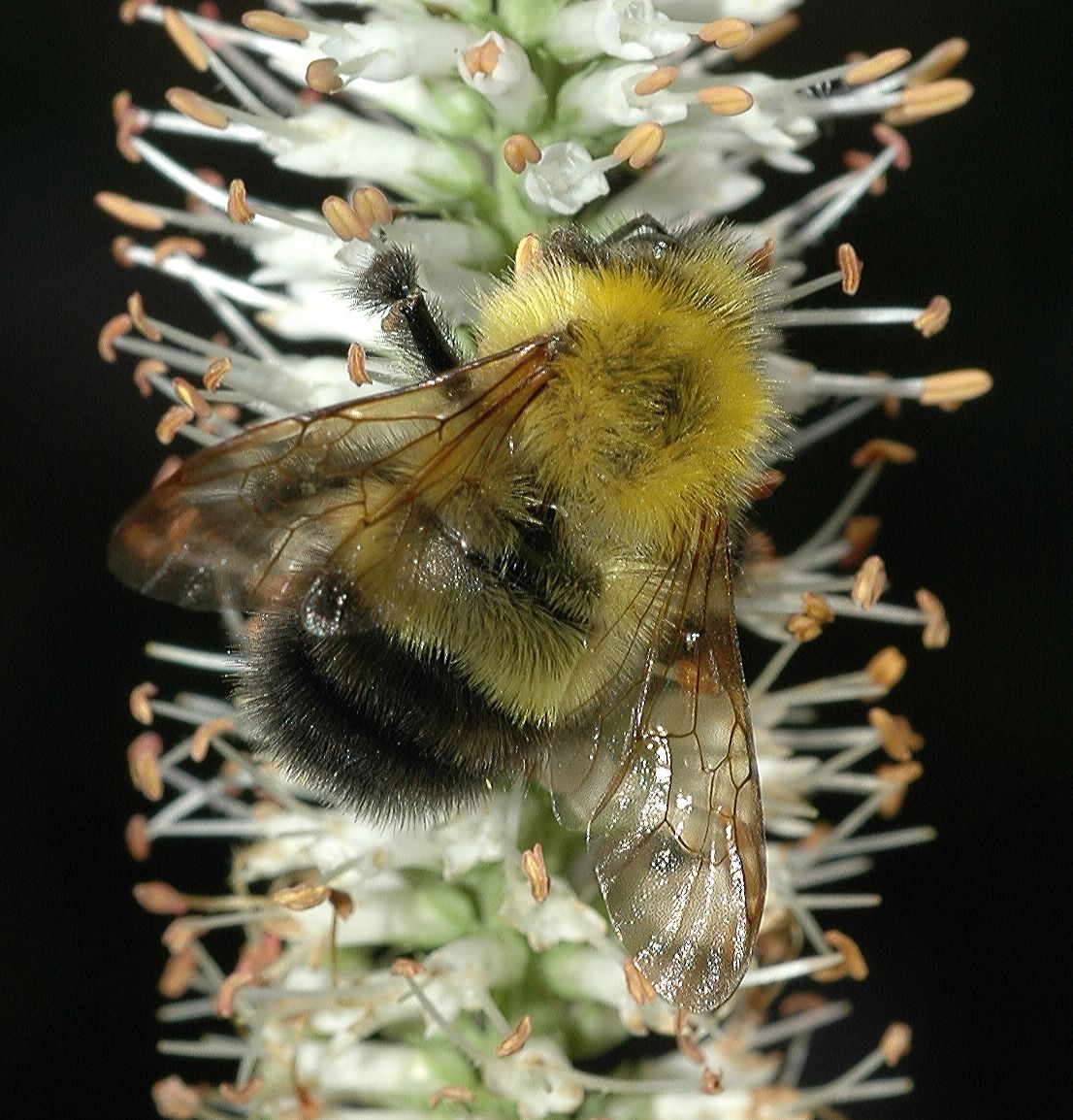 Apidae Bombus 