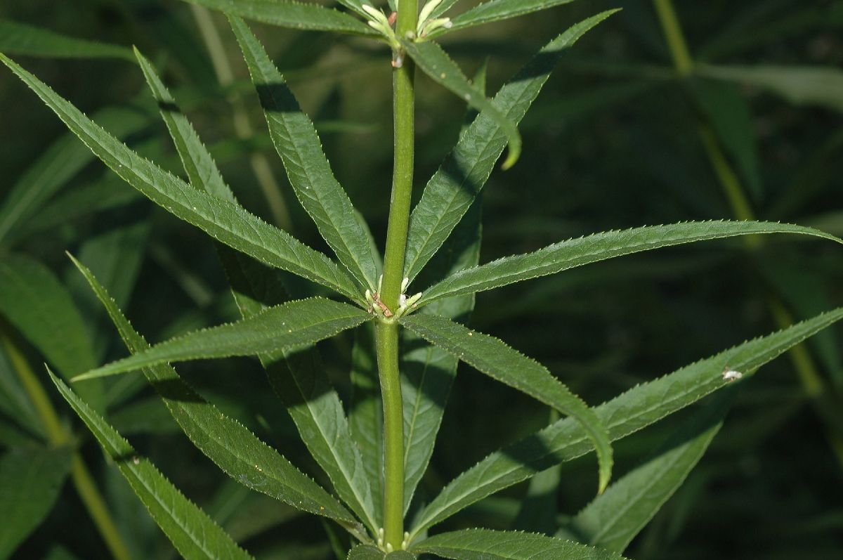Plantaginaceae Veronicastrum virginicum