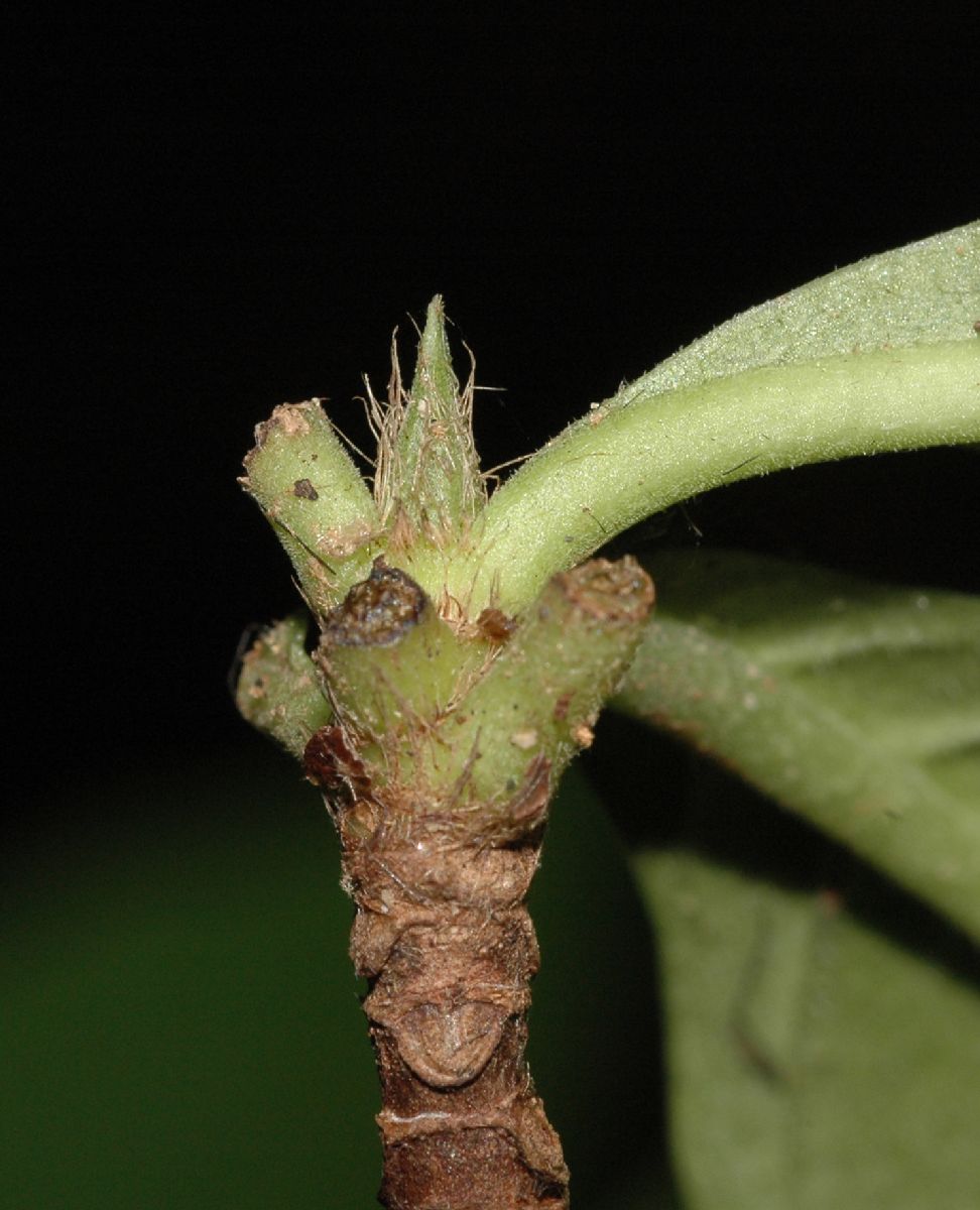 Rubiaceae Calycophyllum candidissimum