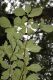 image of Calycophyllum candidissimum