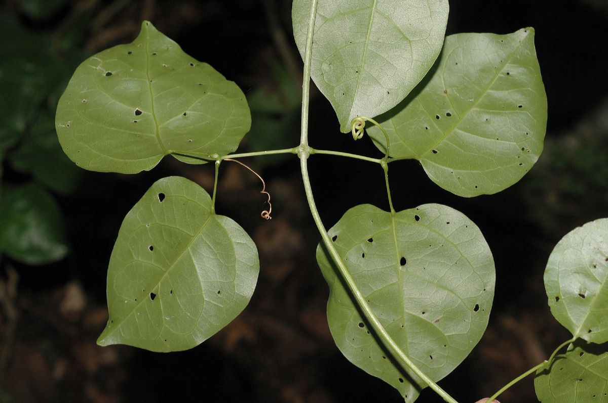 Bignoniaceae Mansoa hymenaea