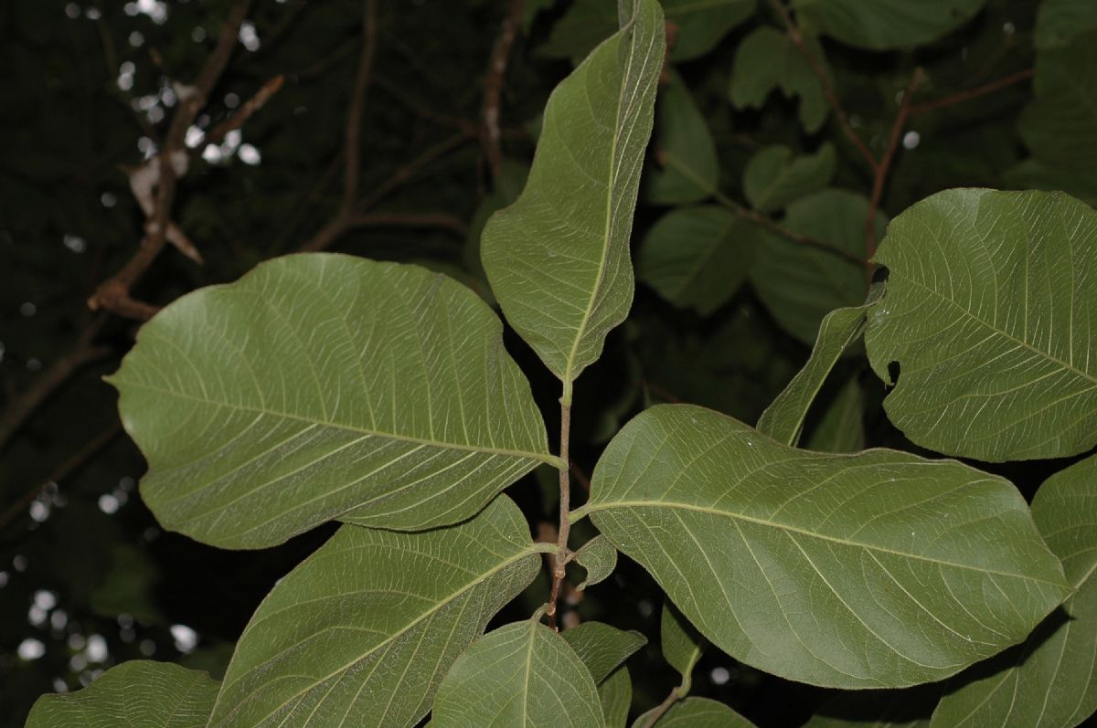 Annonaceae Sapranthus palanga
