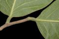 image of Sapranthus palanga