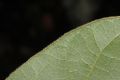 image of Sapranthus palanga