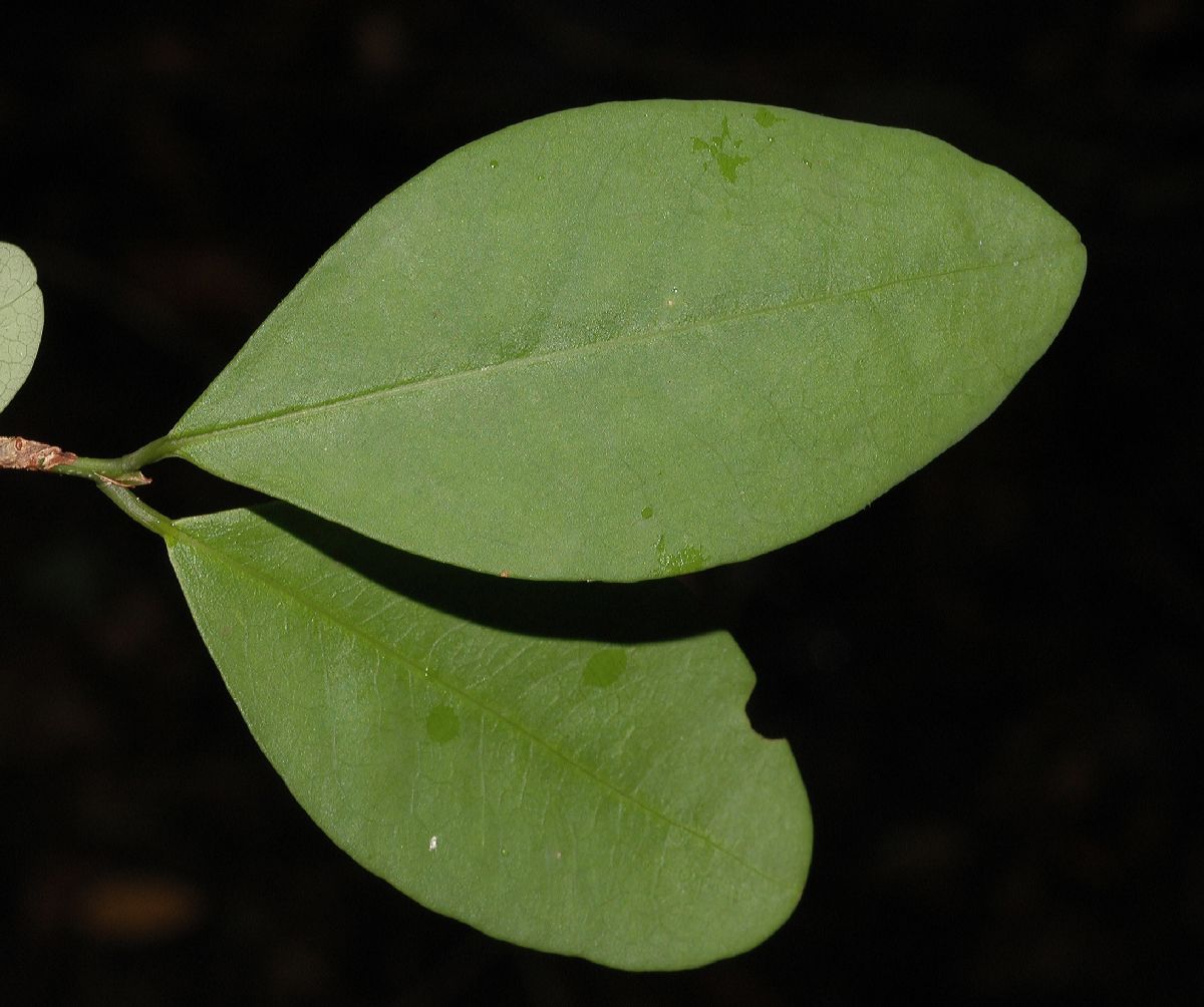 Erythroxylaceae Erythroxylum havanense