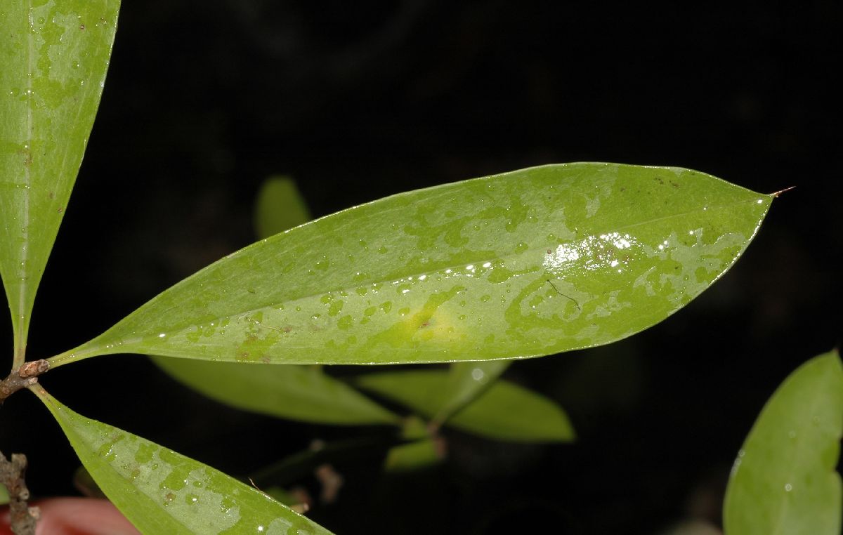 Primulaceae Jacquinia pungens