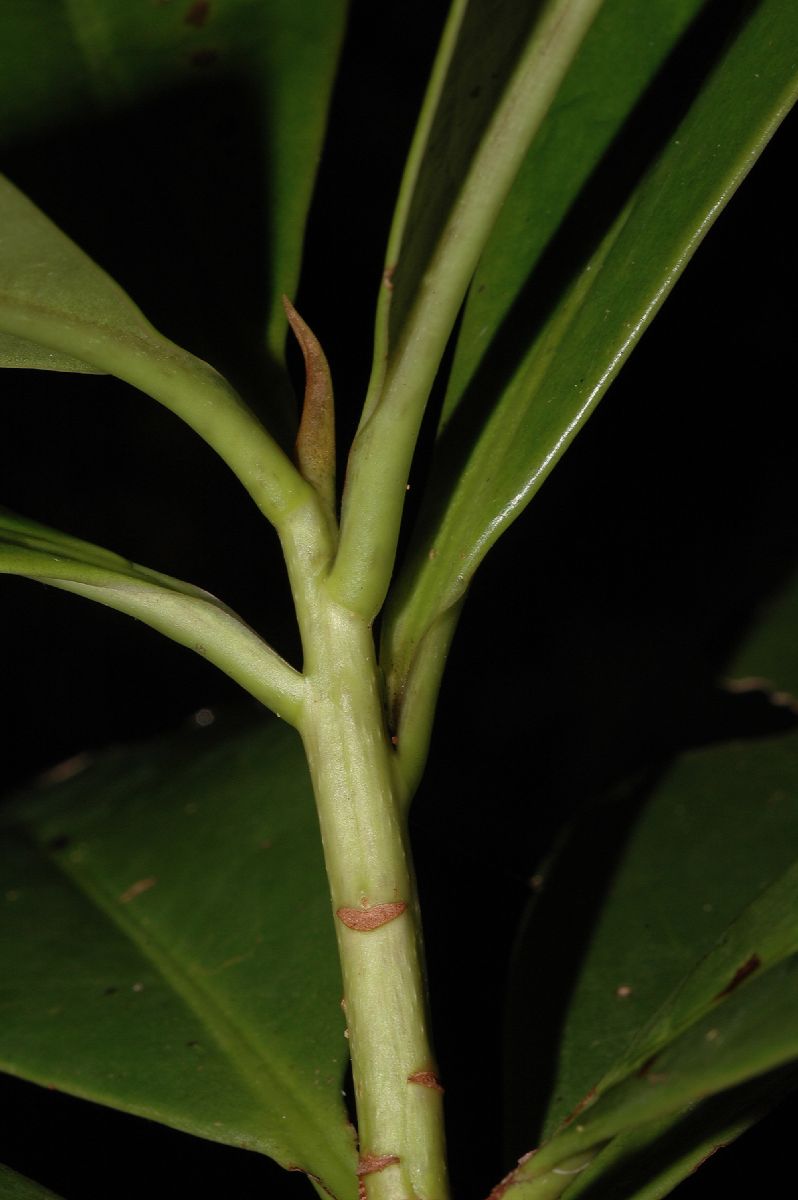 Primulaceae Ardisia revoluta