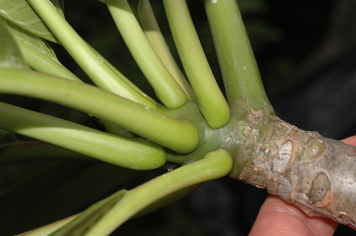 Apocynaceae Plumeria rubra