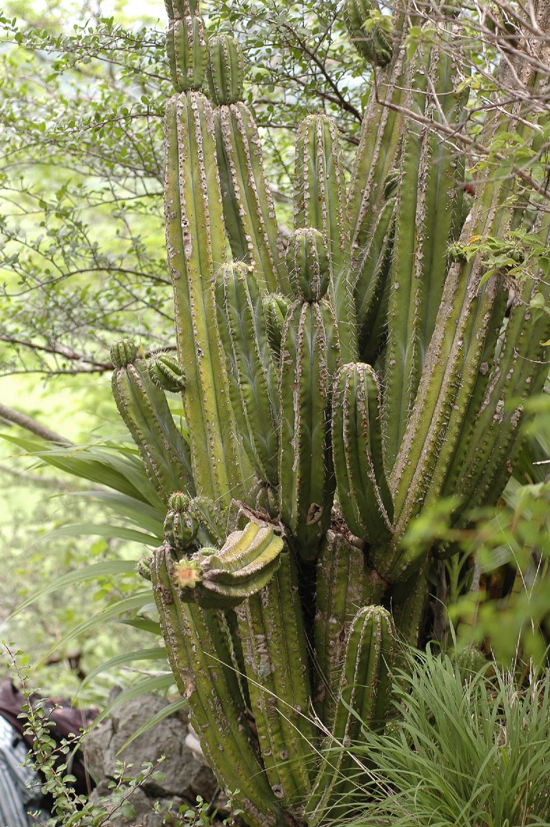 Cactaceae Stenocereus aragonii
