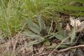 image of Agave angustifolia