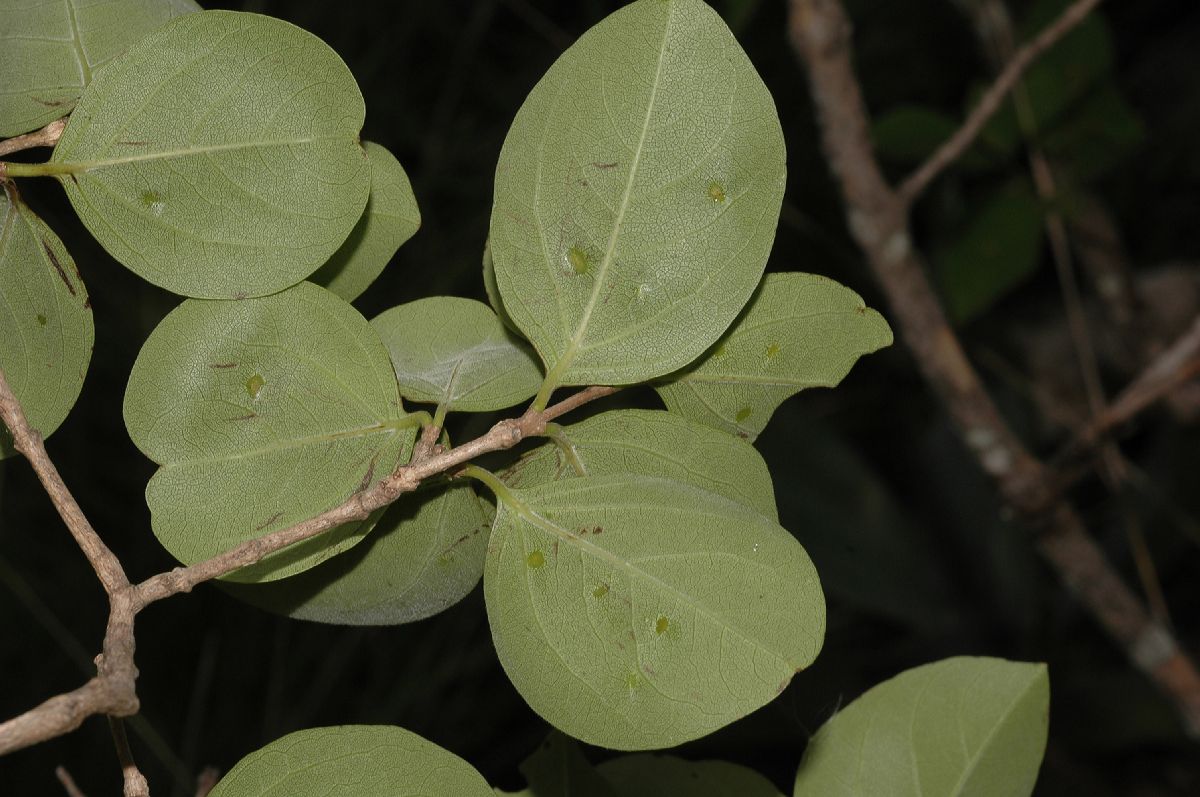 Verbenaceae Rehdera trivervis