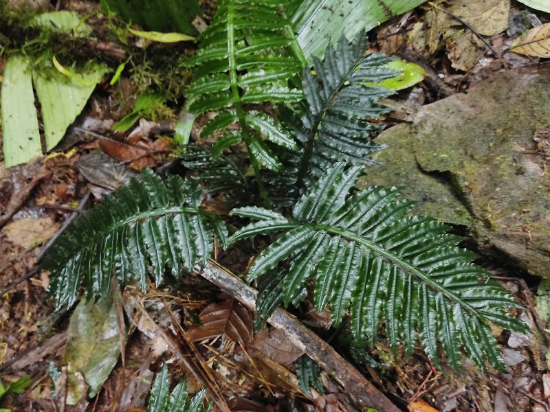 Marattiaceae Danaea gracilis