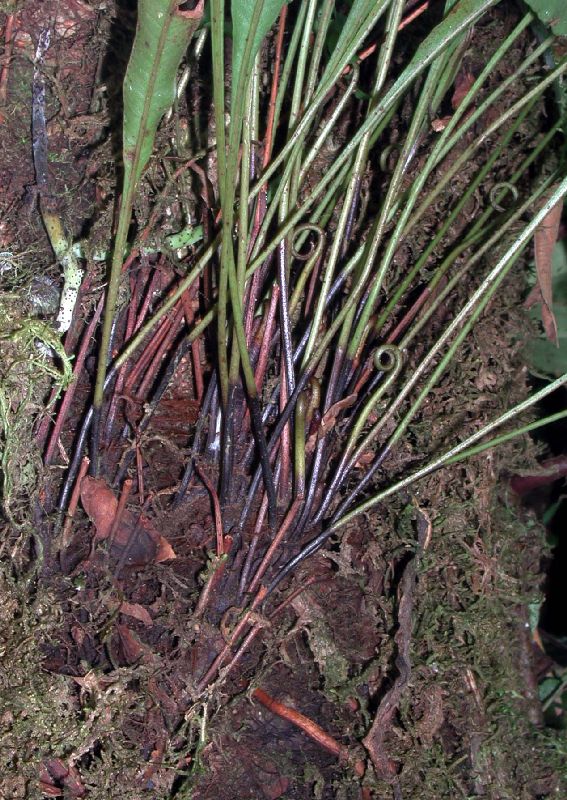 Dryopteridaceae Elaphoglossum ciliatum