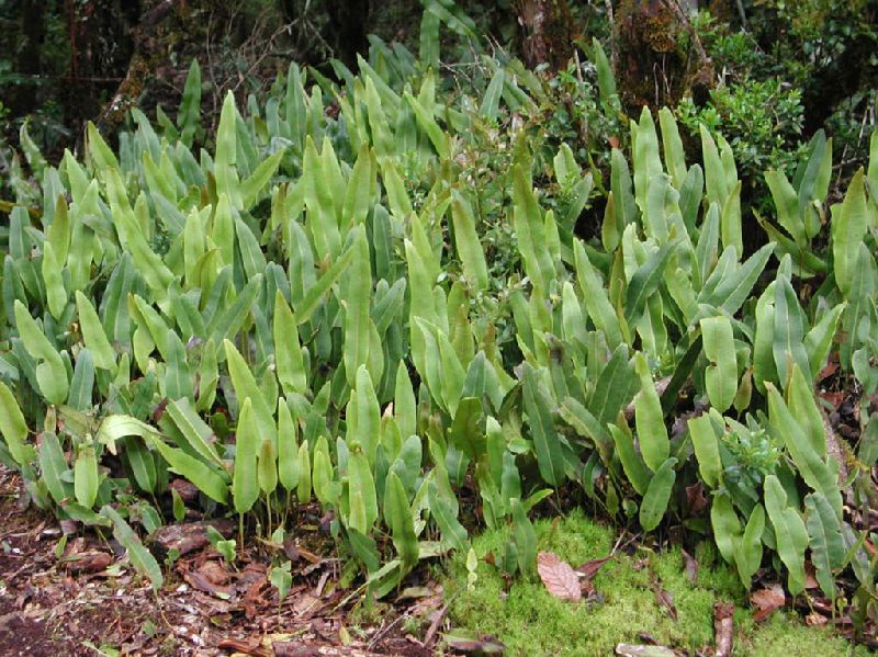 Dryopteridaceae Elaphoglossum conspersum