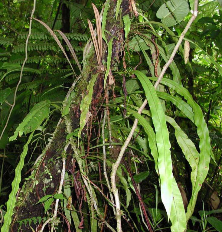 Dryopteridaceae Elaphoglossum decursivum